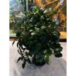 Aquarium planten & mossen