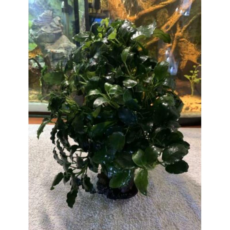 Aquarium planten & mossen