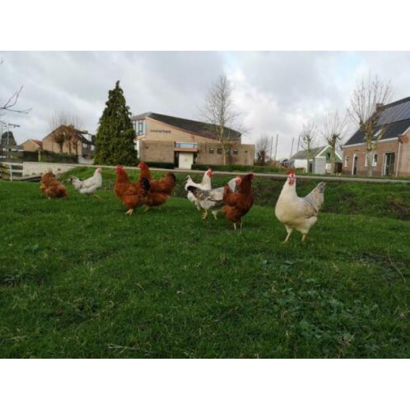 Diverse mooie grote hennen te koop, ook raskippen!