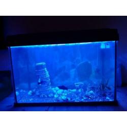 Aquarium met inhoud b57 x h40 x d30