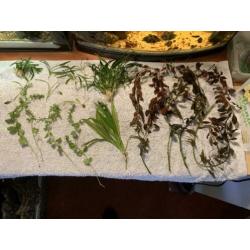 Aquarium planten & mossen