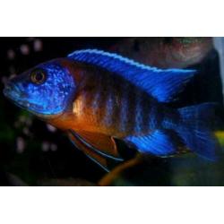 Grooste keus Tropische vis, Corydoras, Discus, Cichlide, enz