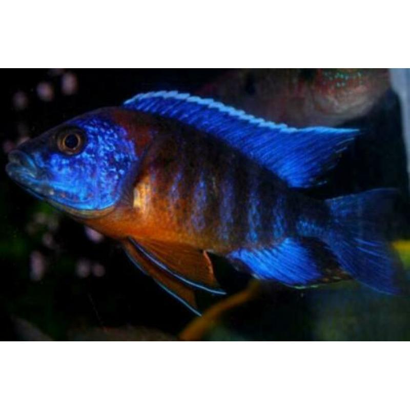 Grooste keus Tropische vis, Corydoras, Discus, Cichlide, enz