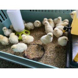 Poule de Bresse eendagskuikens