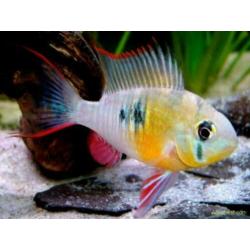 Grooste keus Tropische vis, Corydoras, Discus, Cichlide, enz