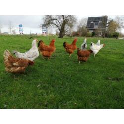 Diverse mooie grote hennen te koop, ook raskippen!