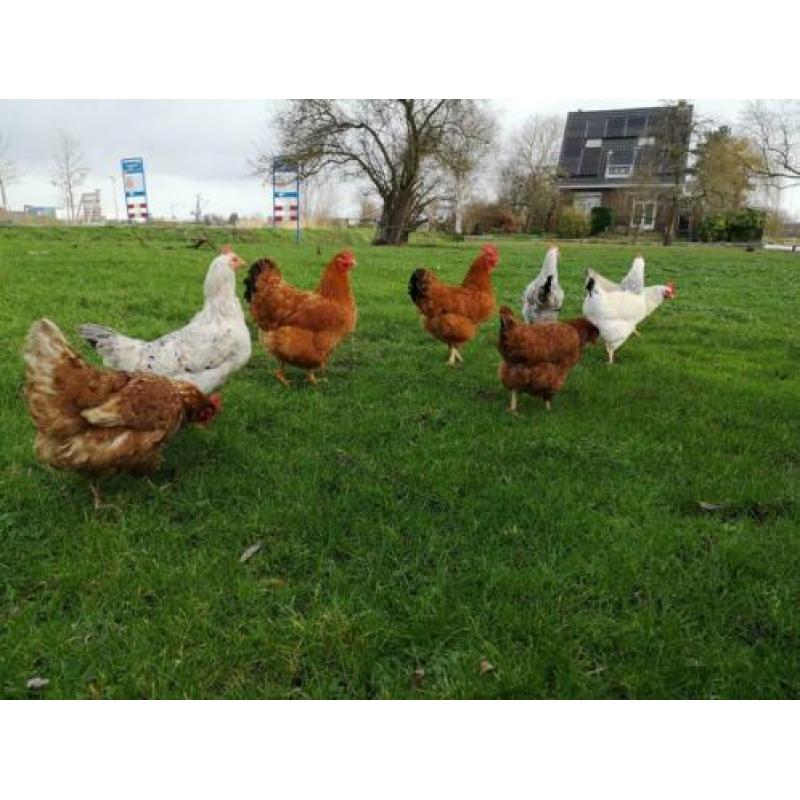 Diverse mooie grote hennen te koop, ook raskippen!