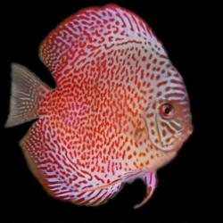 Grooste keus Tropische vis, Corydoras, Discus, Cichlide, enz