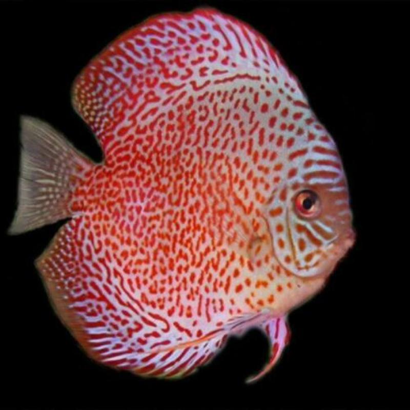 Grooste keus Tropische vis, Corydoras, Discus, Cichlide, enz