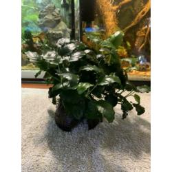 Aquarium planten & mossen