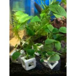 Aquarium planten & mossen