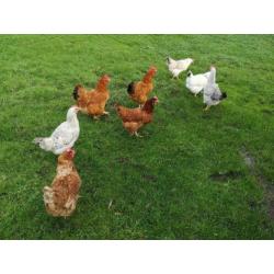 Diverse mooie grote hennen te koop, ook raskippen!