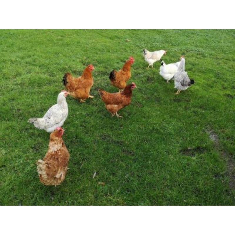 Diverse mooie grote hennen te koop, ook raskippen!