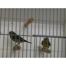 europese kanarie pop cor ger v 18 zit buiten