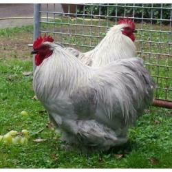 3 hanen € 2,50 per stuk - Cochin kriel