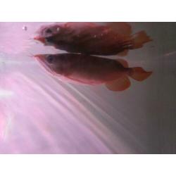 SUPER RED AROWANA (Potamotrygon,gars,datnioides)