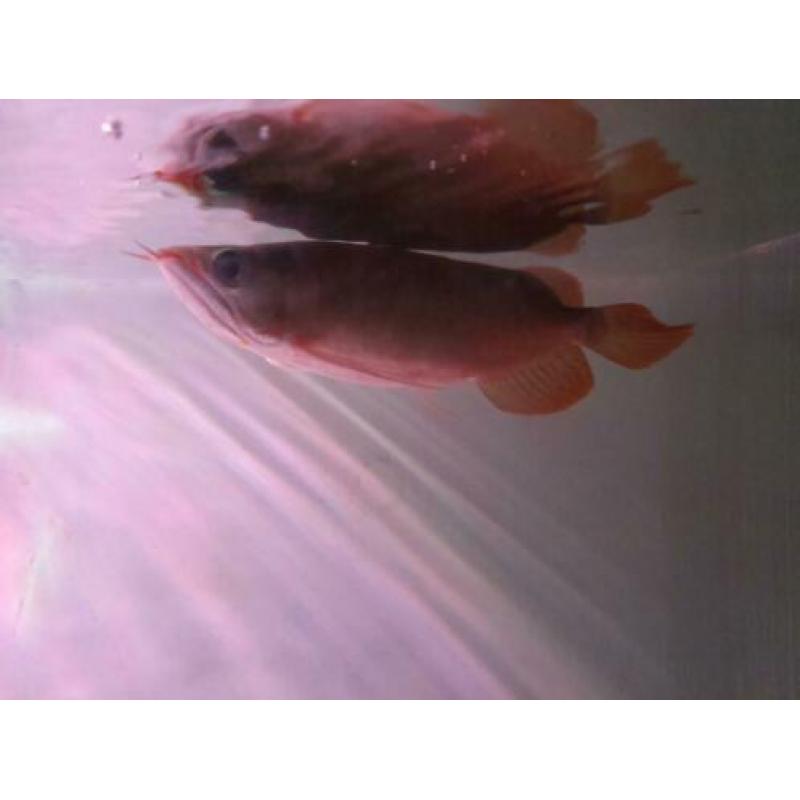 SUPER RED AROWANA (Potamotrygon,gars,datnioides)