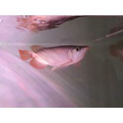 SUPER RED AROWANA (Potamotrygon,gars,datnioides)