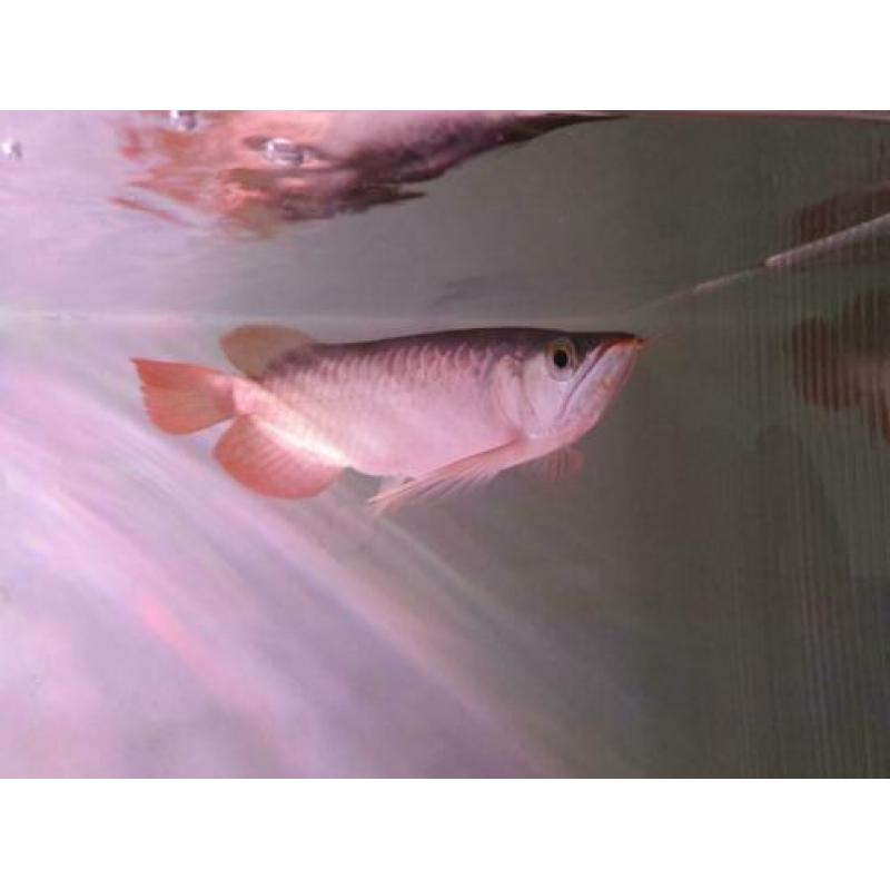 SUPER RED AROWANA (Potamotrygon,gars,datnioides)
