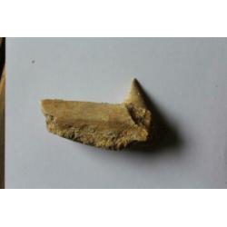 Tand en kaakfragment Mosasaurus fossiel Jurassic World