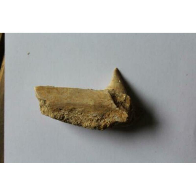 Tand en kaakfragment Mosasaurus fossiel Jurassic World