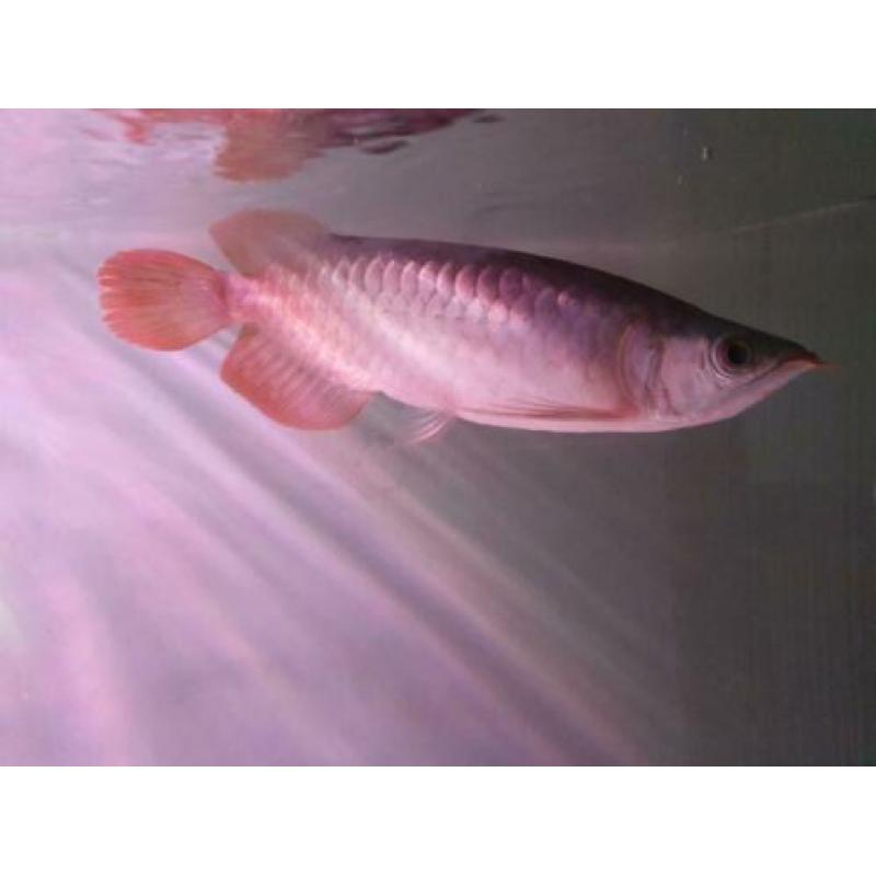 SUPER RED AROWANA (Potamotrygon,gars,datnioides)