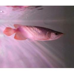SUPER RED AROWANA (Potamotrygon,gars,datnioides)