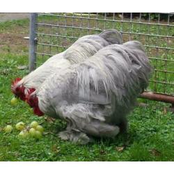 3 hanen € 2,50 per stuk - Cochin kriel