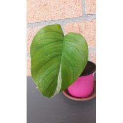 Monstera variegata stekje