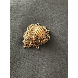 Gouden ketting van Monet