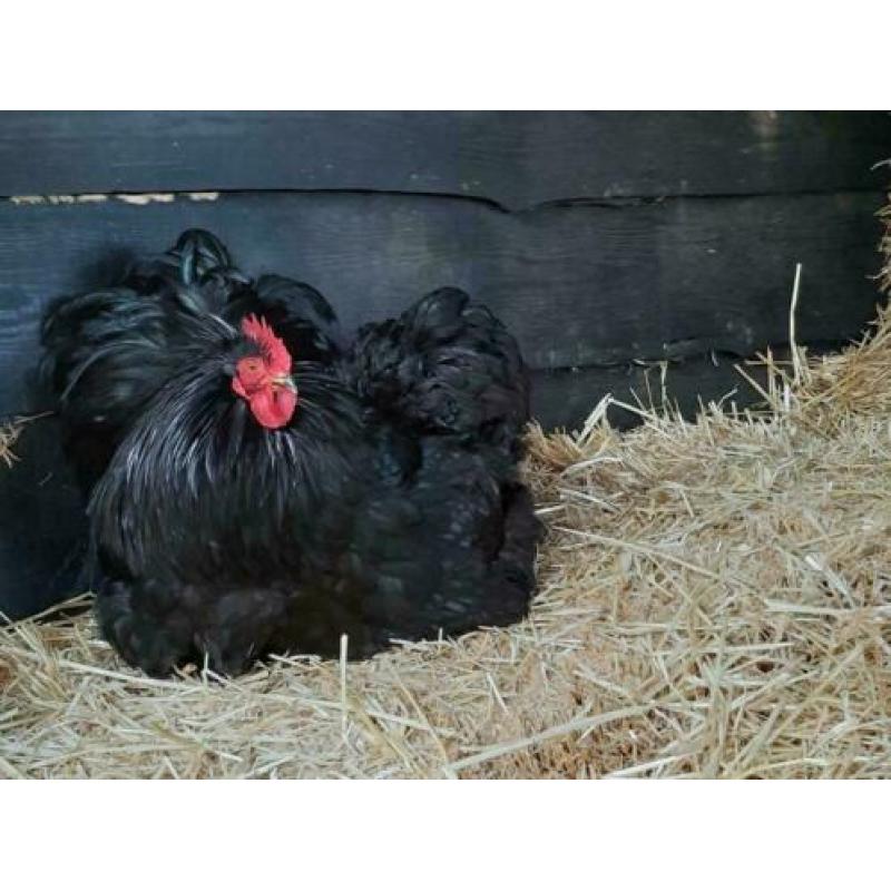 3 hanen € 2,50 per stuk - Cochin kriel