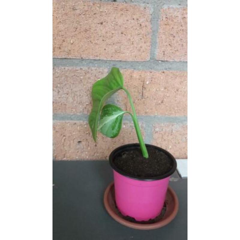 Monstera variegata stekje