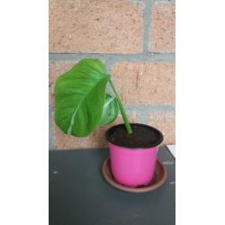 Monstera variegata stekje