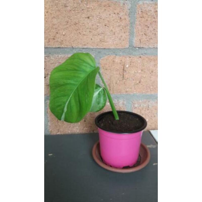 Monstera variegata stekje