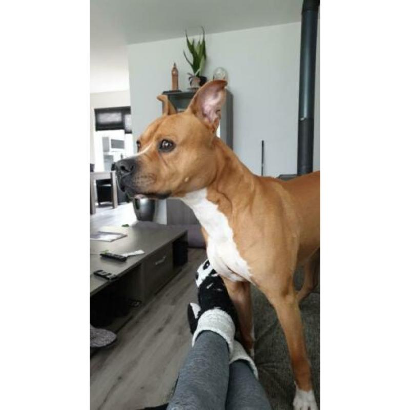 Lieve hond Nero