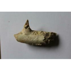 Tand en kaakfragment Mosasaurus fossiel Jurassic World