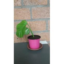Monstera variegata stekje