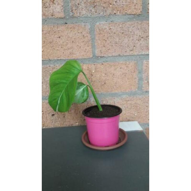 Monstera variegata stekje
