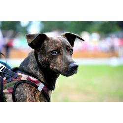 Jack Russell (Russel) Brindle Dekreu!