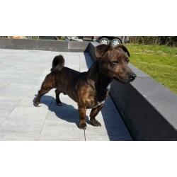 Jack Russell (Russel) Brindle Dekreu!