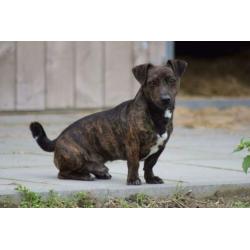 Jack Russell (Russel) Brindle Dekreu!
