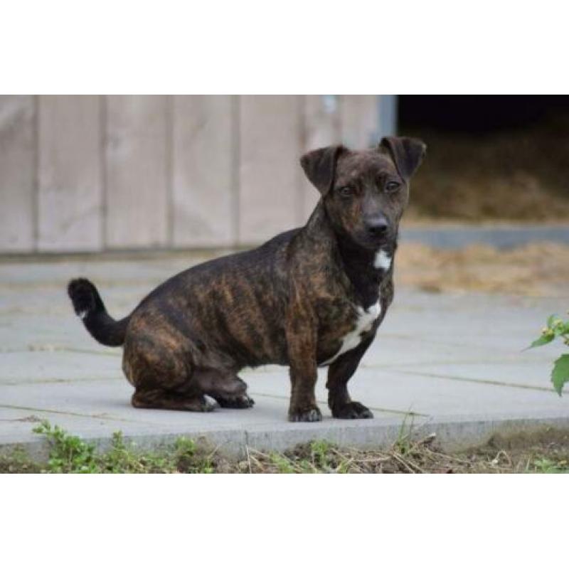 Jack Russell (Russel) Brindle Dekreu!