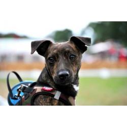 Jack Russell (Russel) Brindle Dekreu!