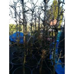 perenbomen conferance