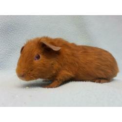 Goud kleur jong cavia zeugje mag bijna verhuizen