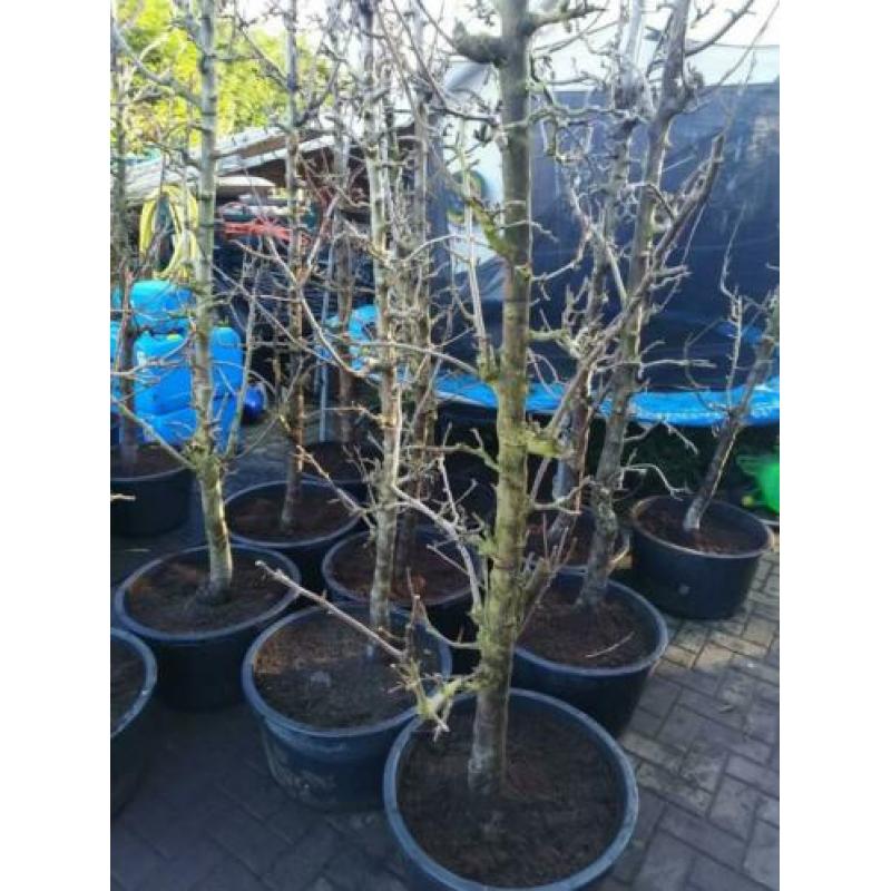 perenbomen conferance
