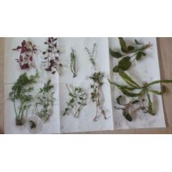 mooie aquarium plantenmix 13soorten te koop of ruil