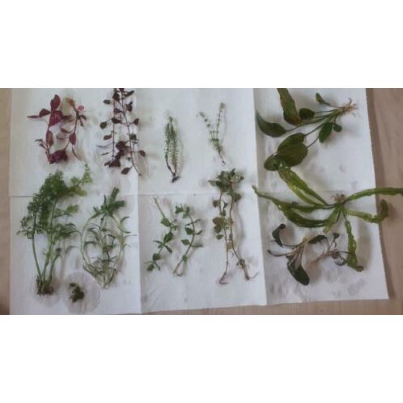 mooie aquarium plantenmix 13soorten te koop of ruil