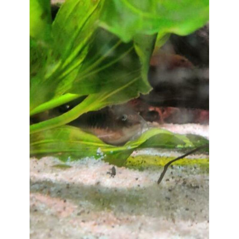 Gezocht volwassen corydoras om kweek groep uit te breiden