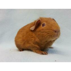 Goud kleur jong cavia zeugje mag bijna verhuizen